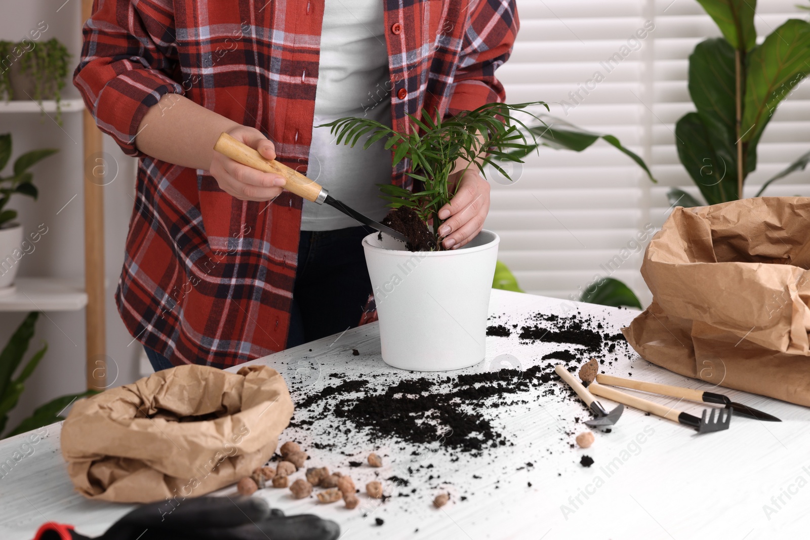 Photo of Woman transplanting houseplant at white table indoors, closeup