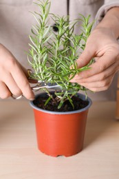 Photo of Woman cutting aromatic rosemary sprigs indoors, closeup