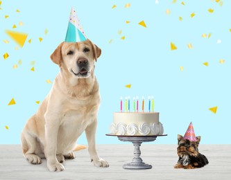 Image of Cute dogs with party hats and delicious birthday cake on white wooden surface against turquoise background