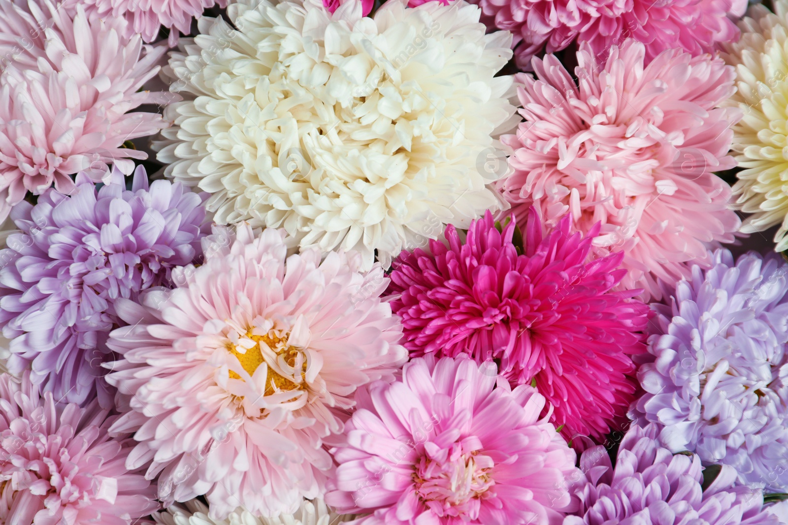 Photo of Beautiful aster flowers as background, closeup view