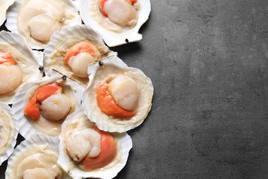 Photo of Many fresh raw scallops in shells on grey table, flat lay. Space for text