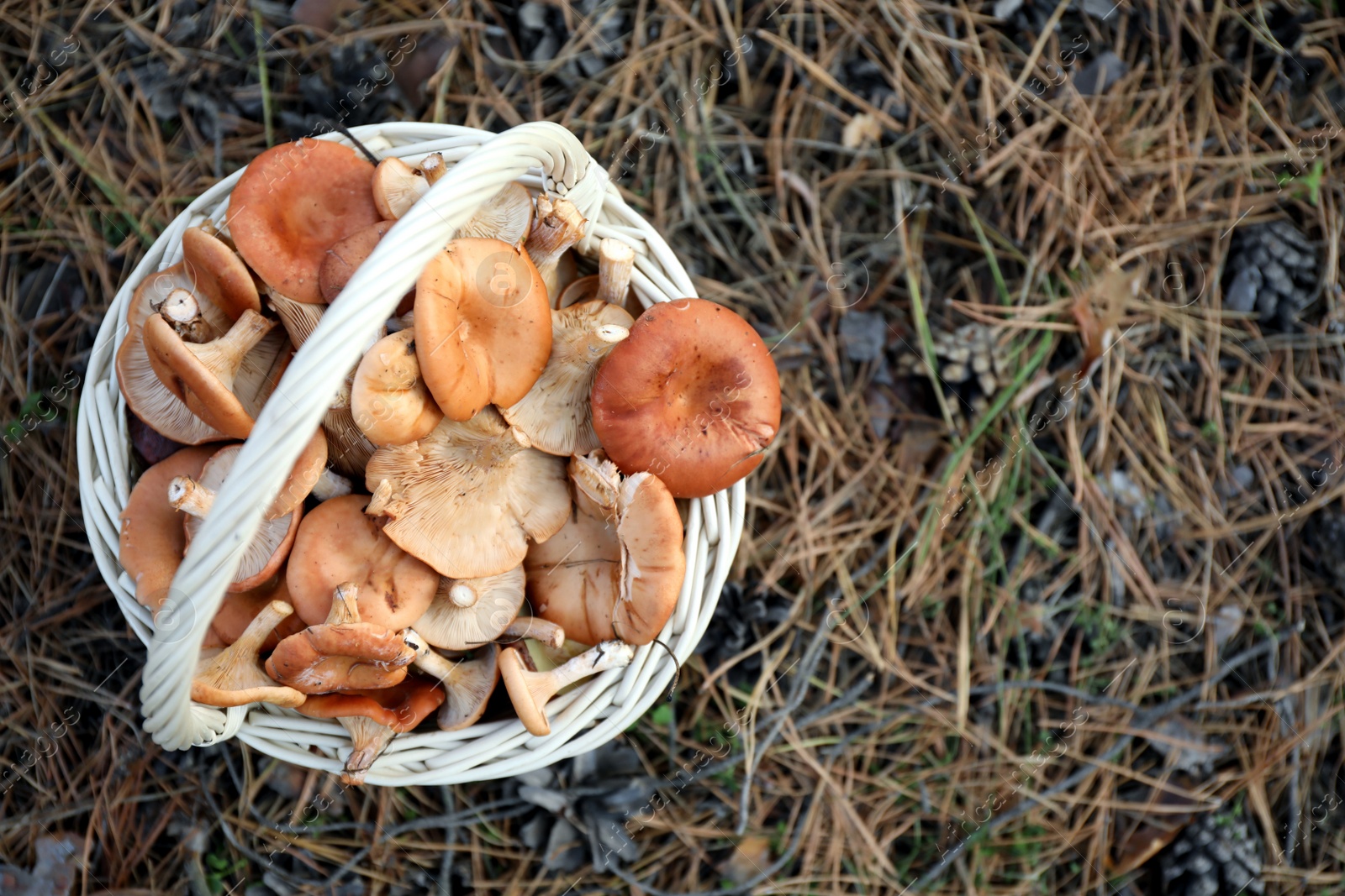 Photo of Wicker basket with fresh wild mushrooms in forest, top view. Space for text