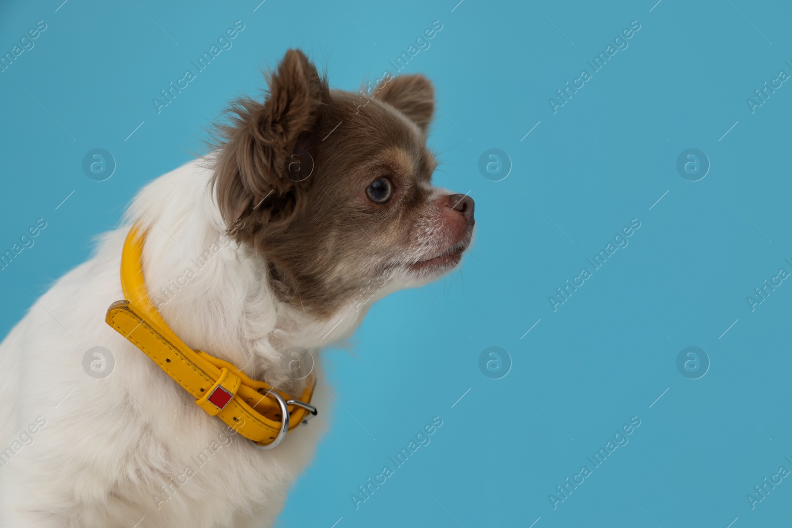 Photo of Cute Chihuahua in dog collar on light blue background