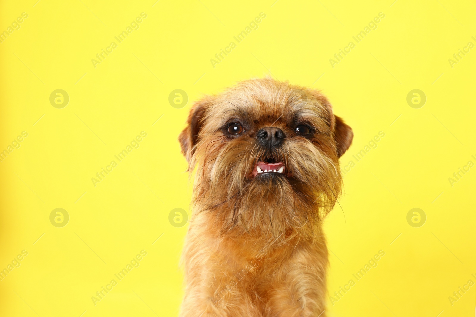Photo of Studio portrait of funny Brussels Griffon dog looking into camera on color background