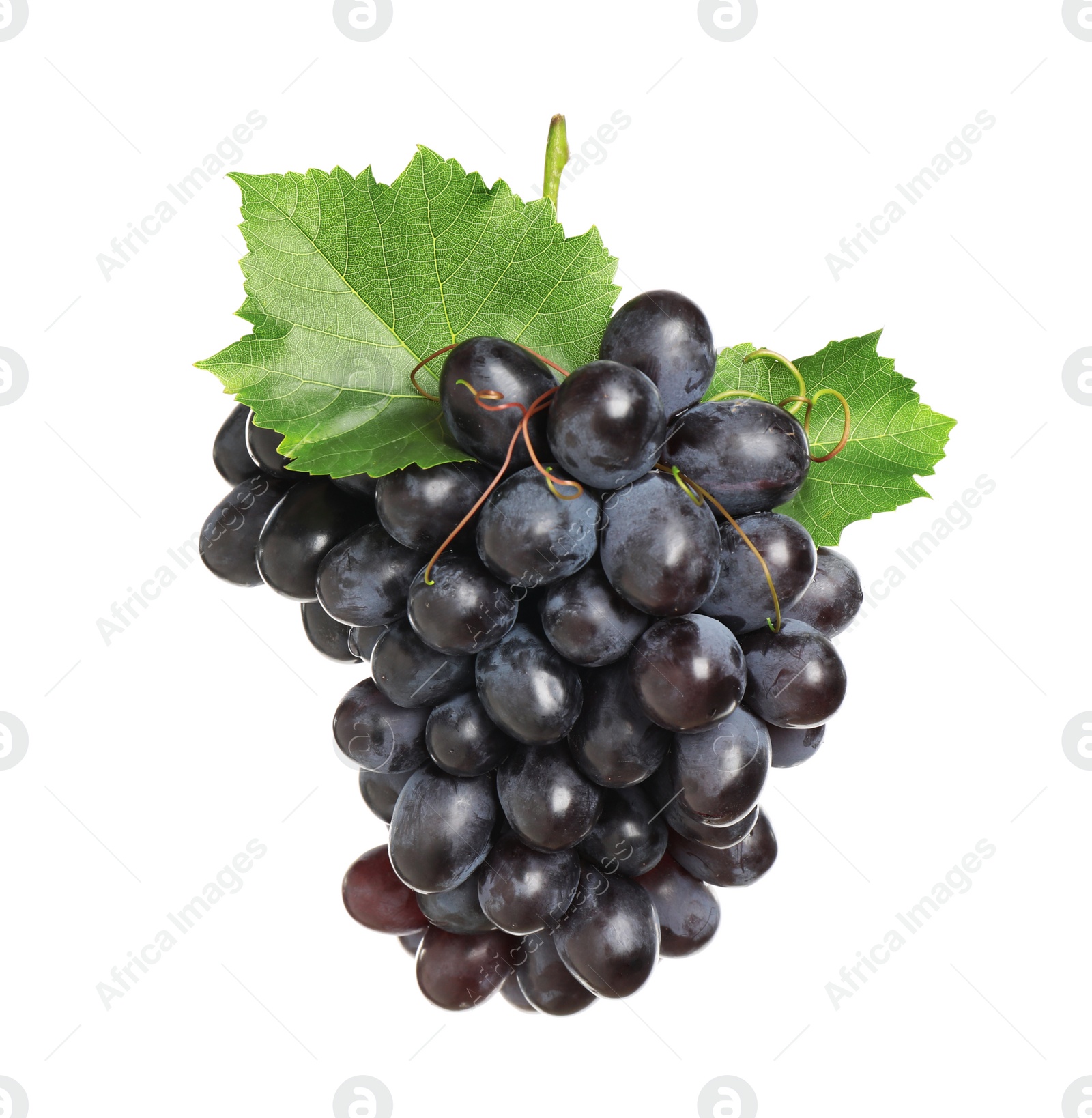 Photo of Bunch of fresh ripe juicy dark blue grapes with leaves isolated on white