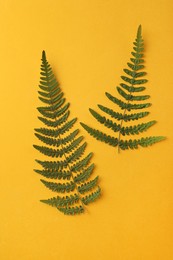 Photo of Pressed dried fern leaves on orange background, flat lay. Beautiful herbarium