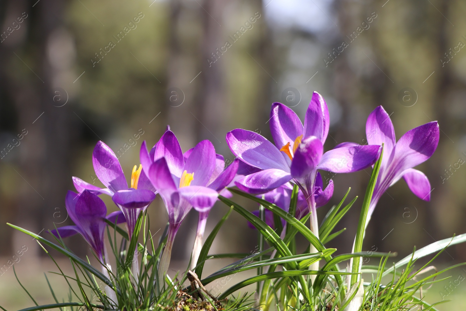 Photo of Fresh purple crocus flowers growing in spring forest