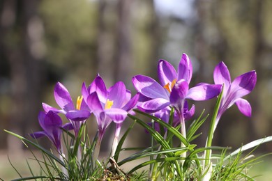 Fresh purple crocus flowers growing in spring forest