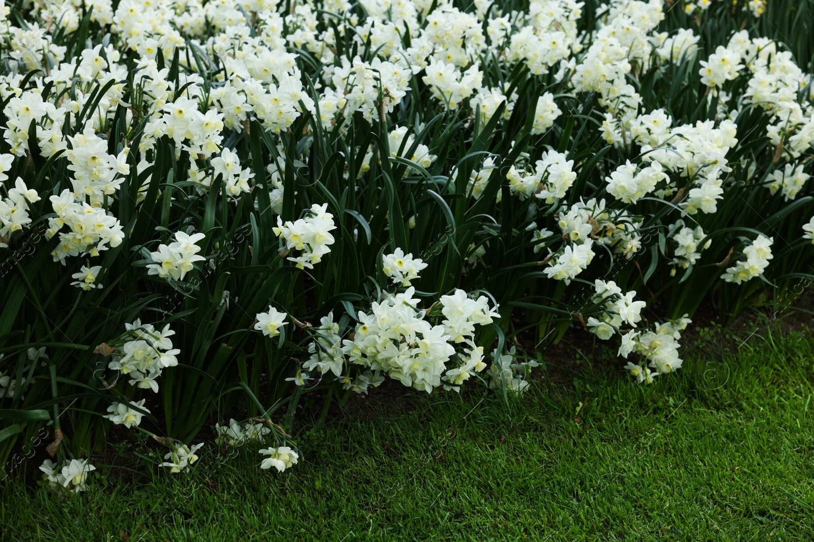 Photo of Many beautiful narcissus flowers growing outdoors. Spring season