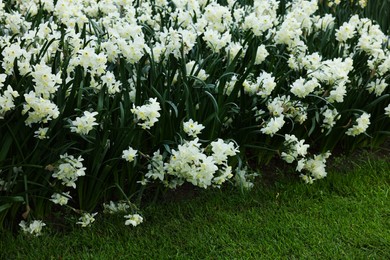 Many beautiful narcissus flowers growing outdoors. Spring season