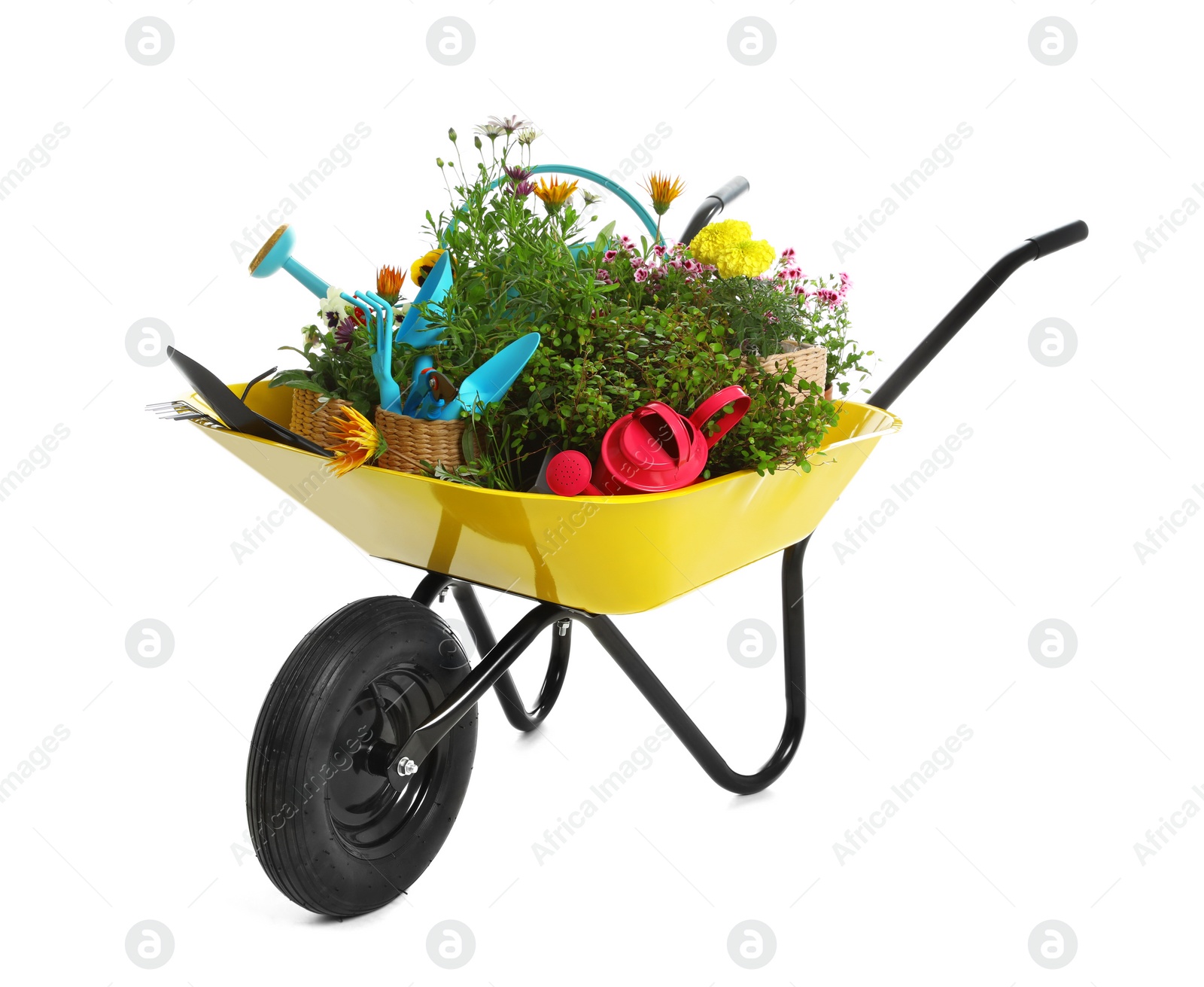 Photo of Wheelbarrow with flowers and gardening tools isolated on white