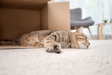 Photo of Cute cat resting after playing with cardboard box at home