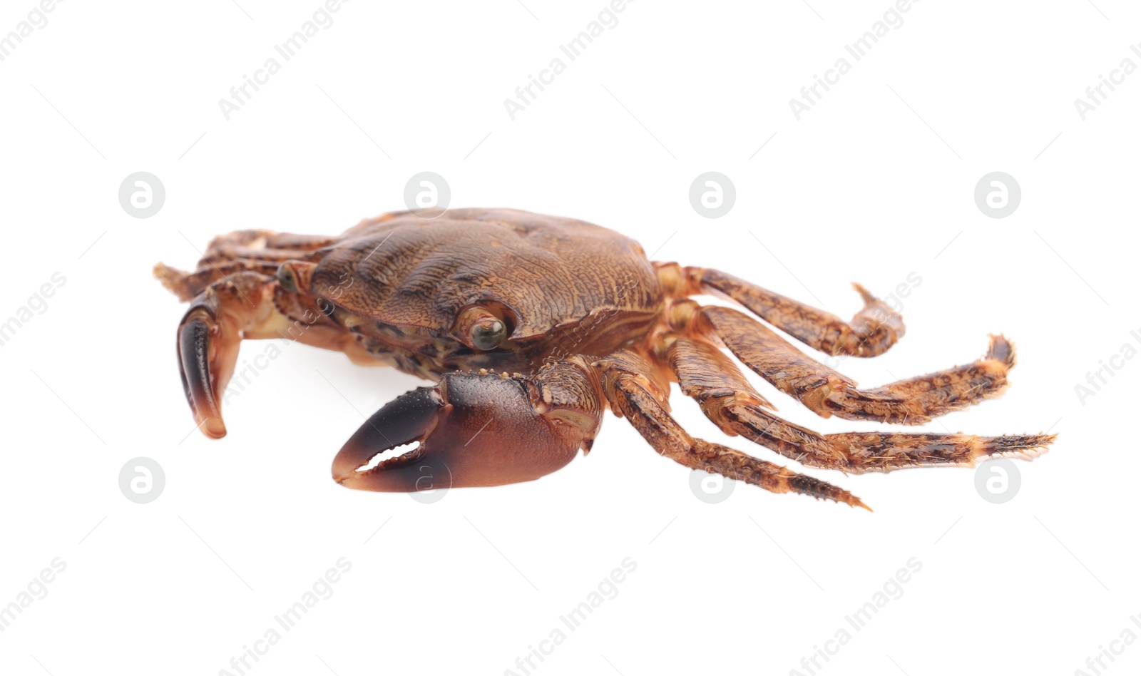 Photo of One fresh raw crab isolated on white