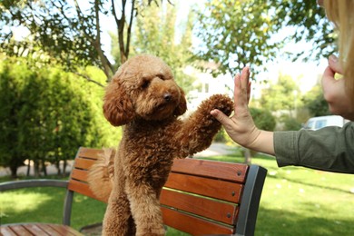 Photo of Cute Maltipoo dog giving high five to woman in park, closeup