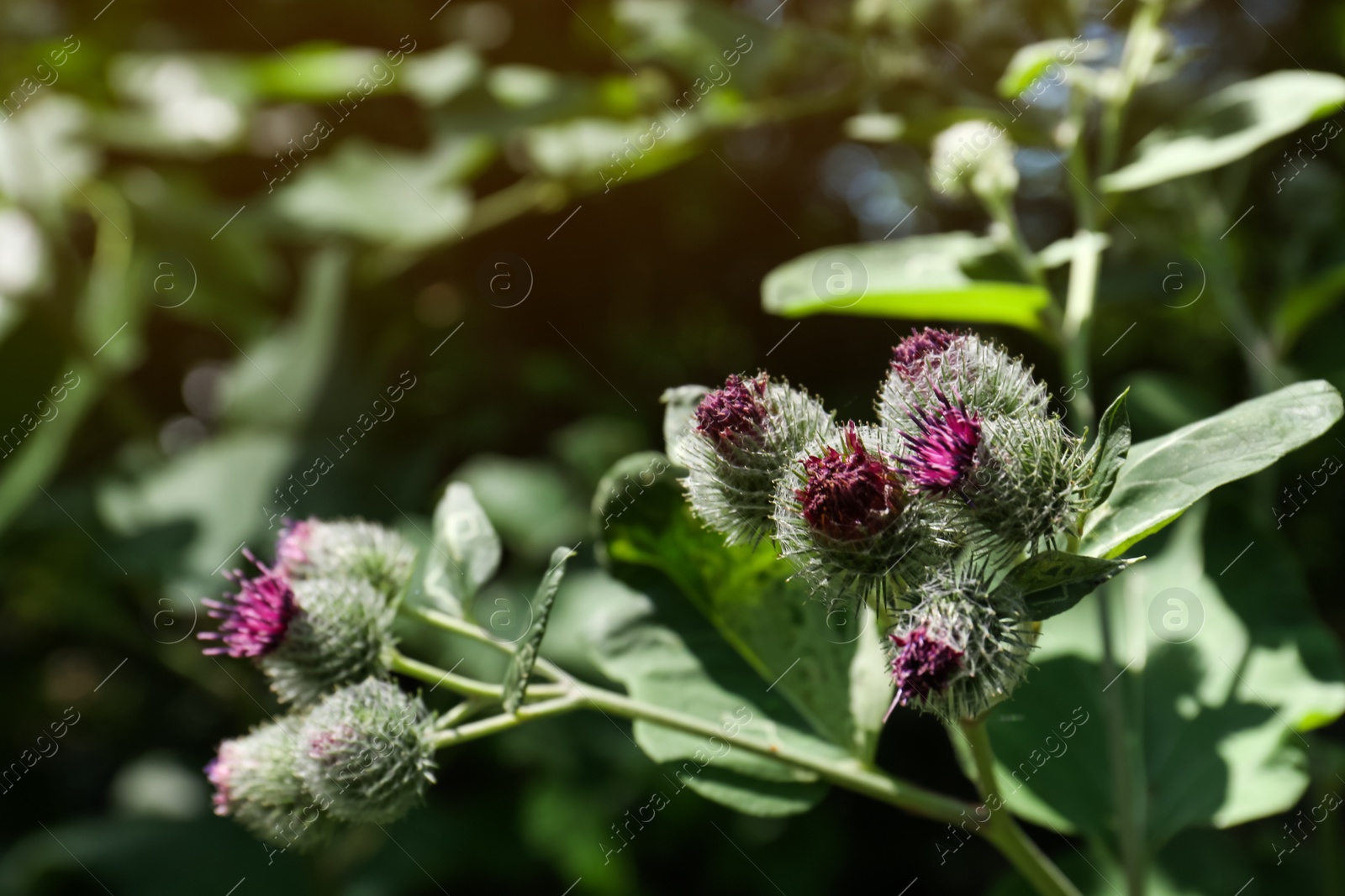 Photo of Beautiful burdock plant with flowers and green leaves outdoors on sunny day, closeup