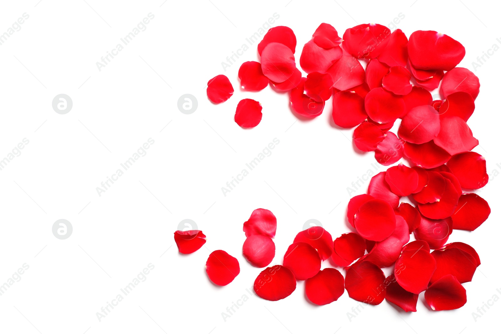 Photo of Fresh red rose petals on white background, top view