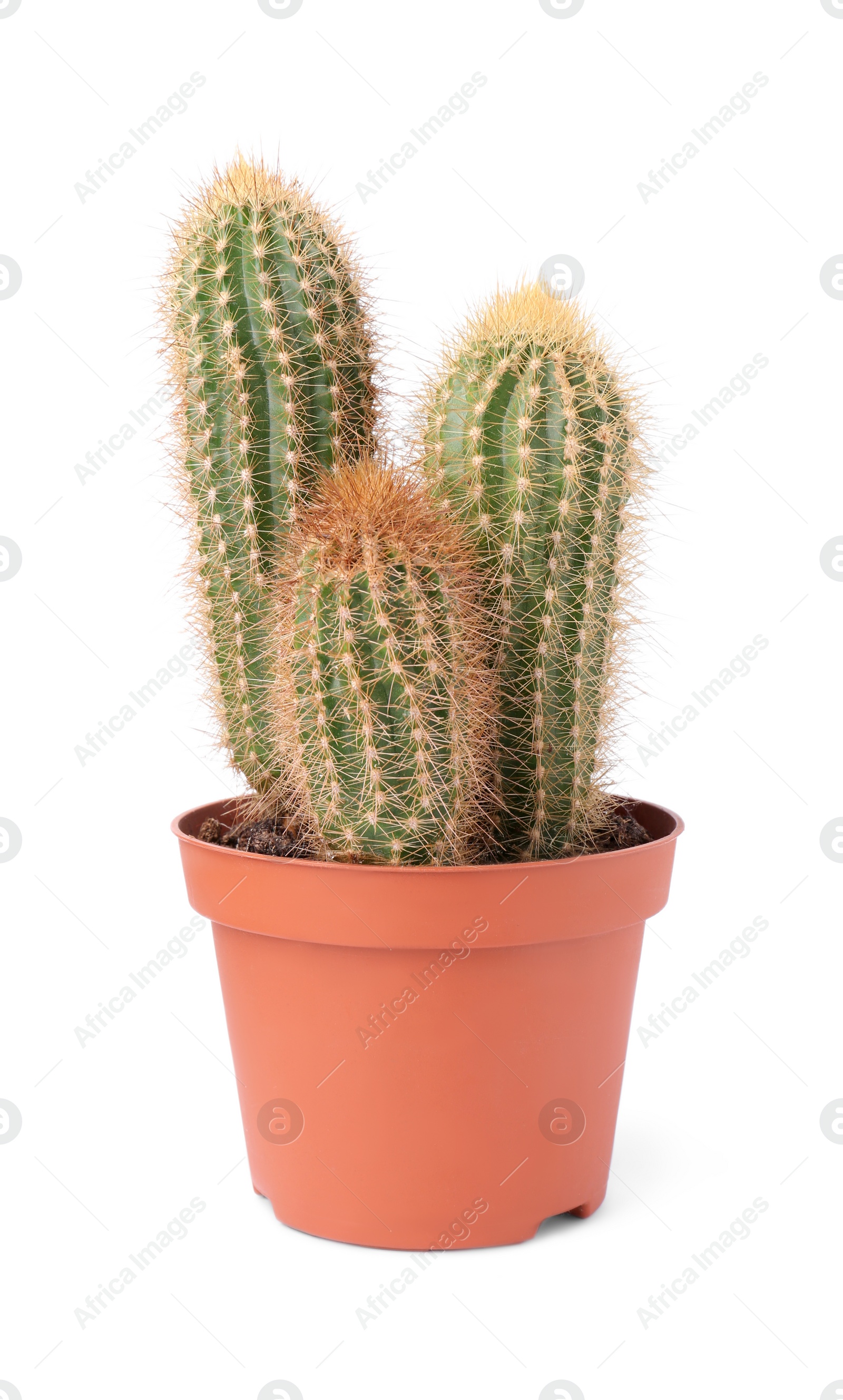 Photo of Beautiful green cactus in pot isolated on white. Tropical plant