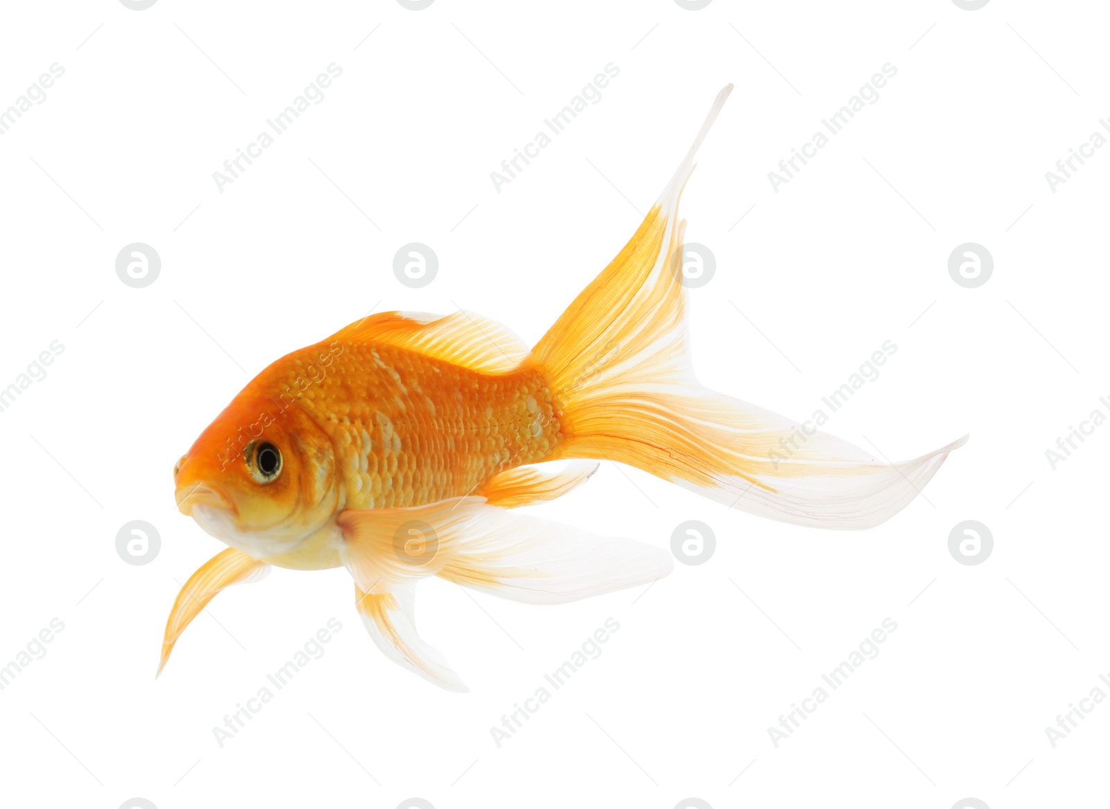 Photo of Beautiful bright small goldfish isolated on white