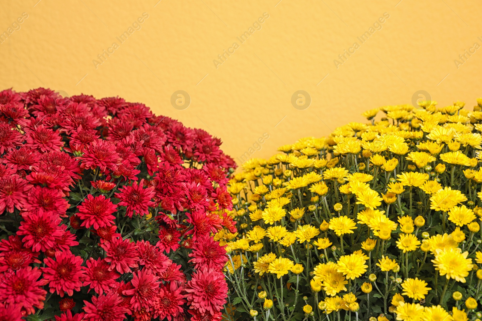 Photo of Beautiful fresh chrysanthemum flowers on yellow background