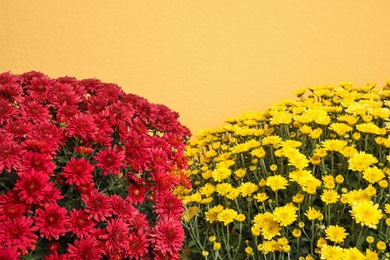 Beautiful fresh chrysanthemum flowers on yellow background