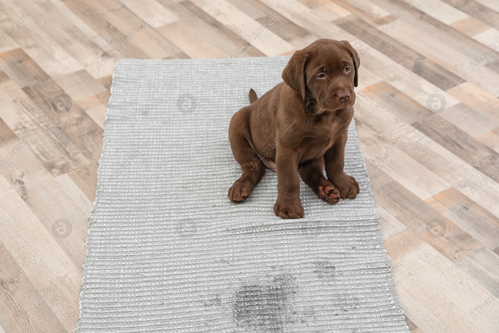 Photo of Chocolate Labrador Retriever puppy and wet spot on carpet