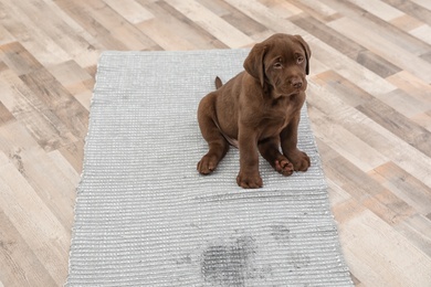 Chocolate Labrador Retriever puppy and wet spot on carpet