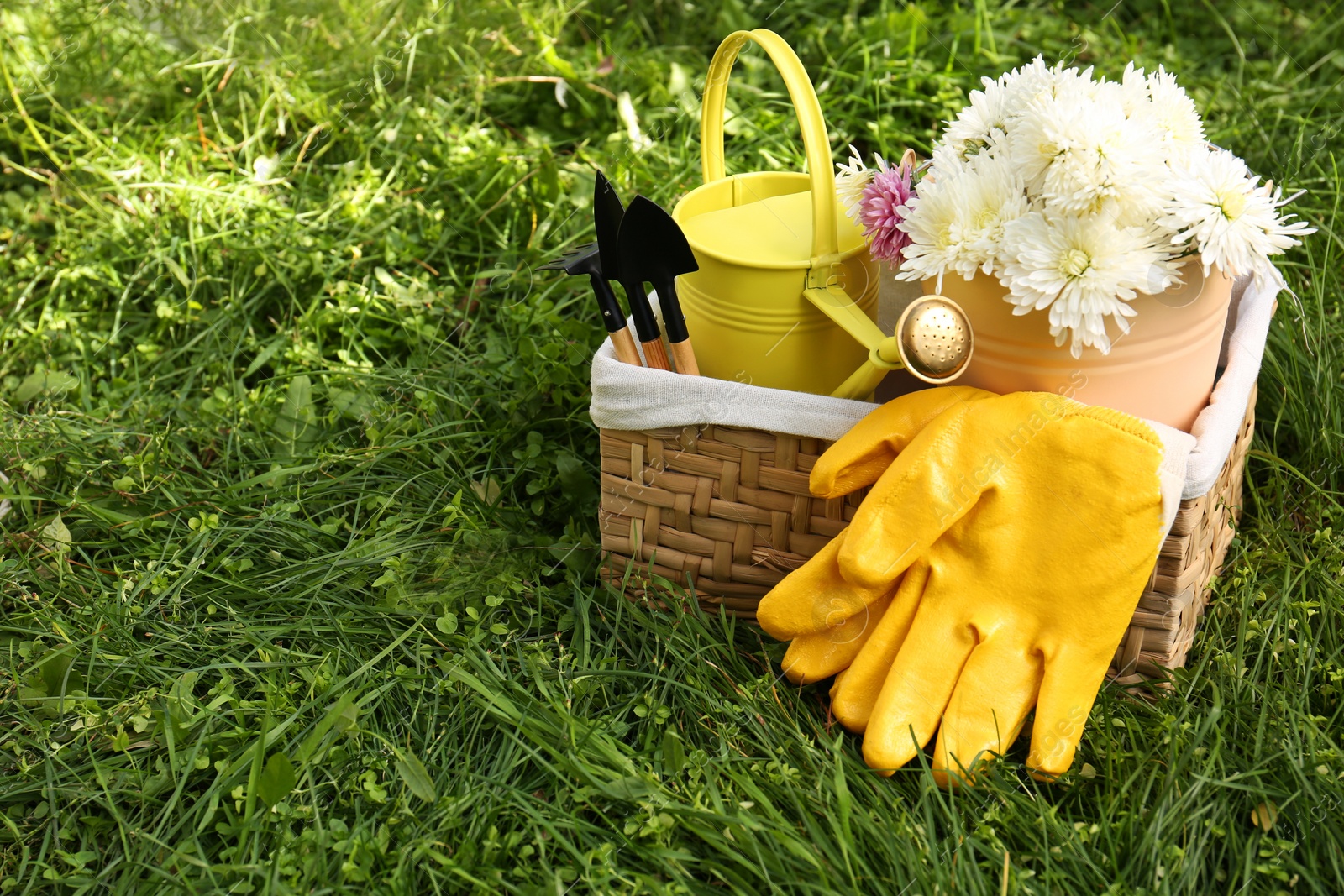 Photo of Wicker basket with gardening gloves, flowers and tools on grass outdoors. Space for text