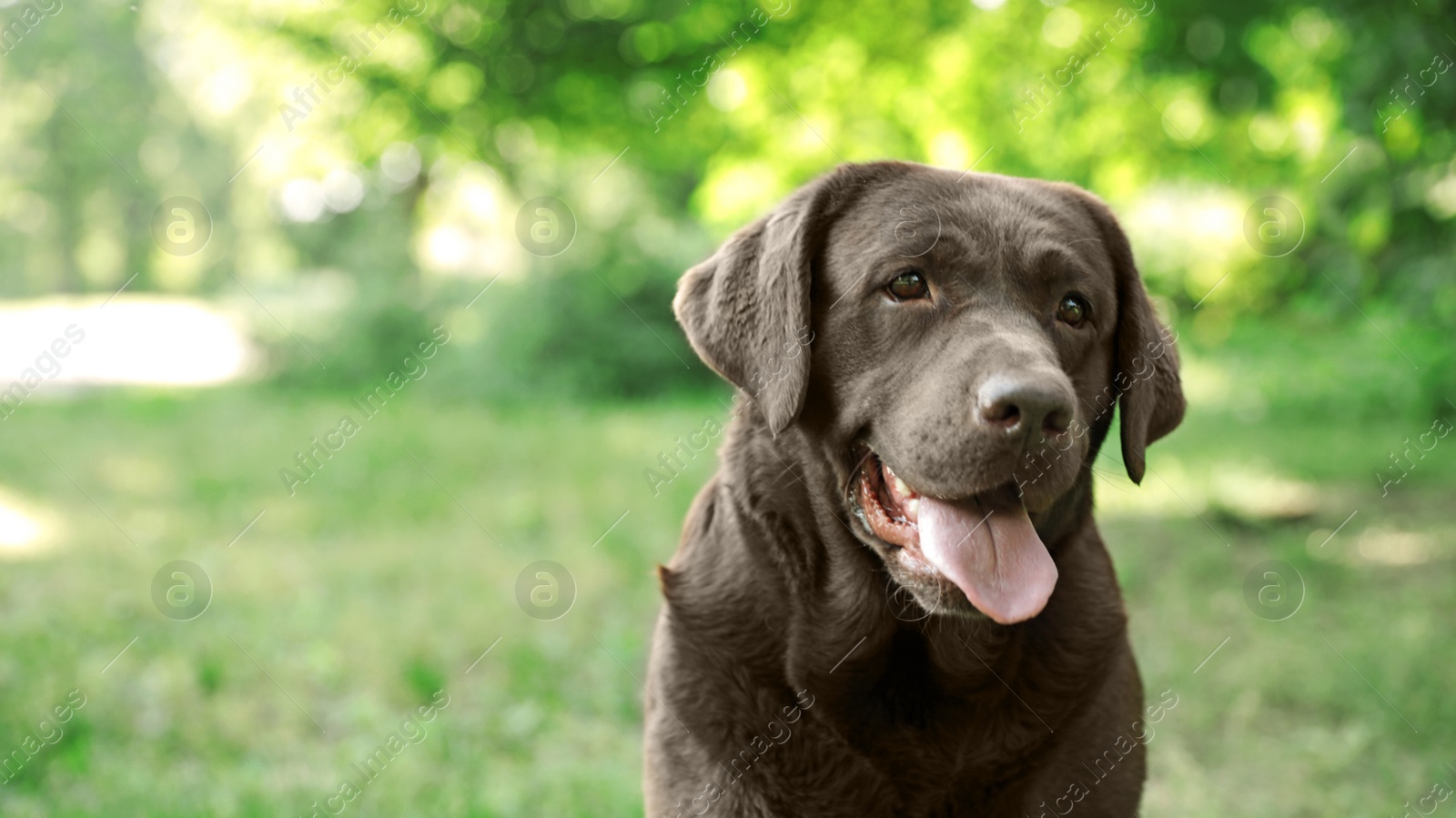 Photo of Funny Chocolate Labrador Retriever in green summer park