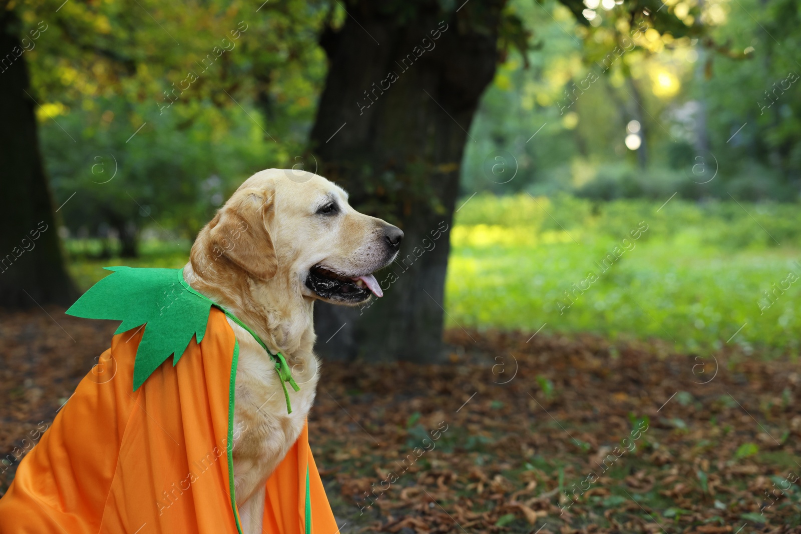 Photo of Cute Labrador Retriever dog wearing Halloween costume in autumn park. Space for text