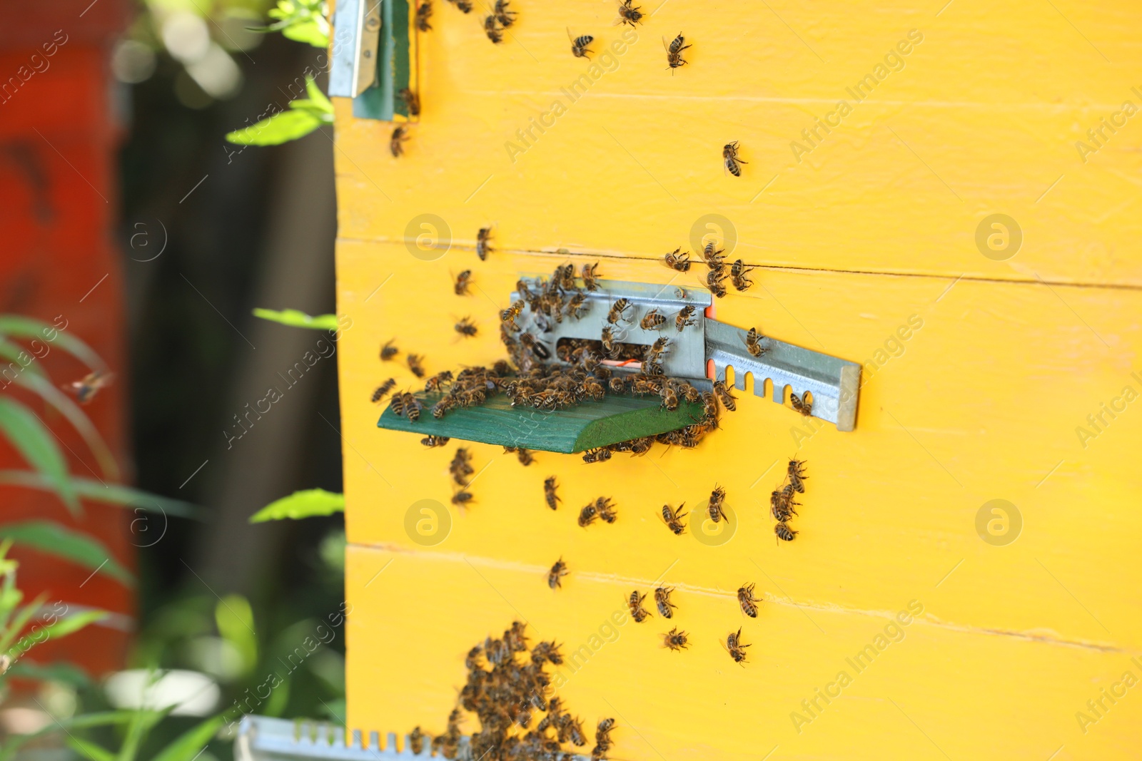 Photo of Beautiful yellow wooden beehive and bees on apiary outdoors