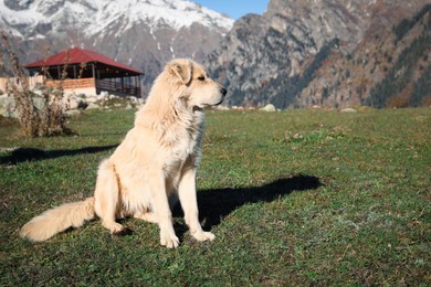 Photo of Adorable dog in mountains on sunny day