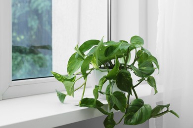 Photo of Epipremnum in pot on windowsill indoors, space for text. House plant