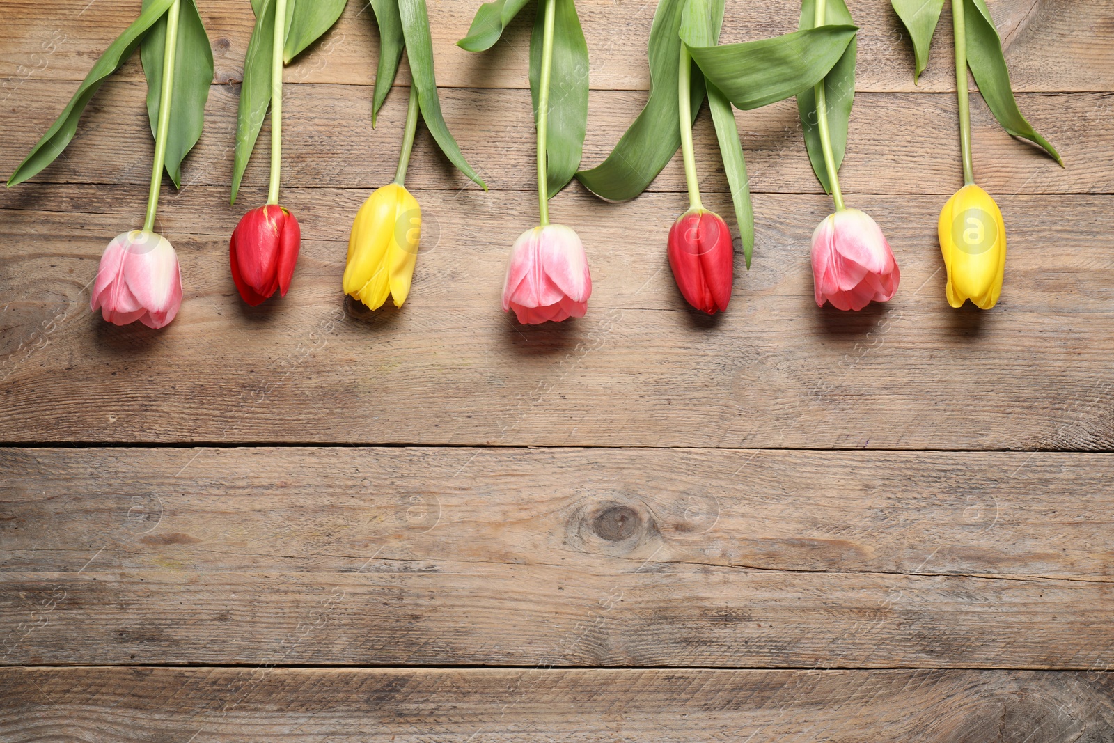 Photo of Beautiful colorful tulip flowers on wooden table, flat lay. Space for text