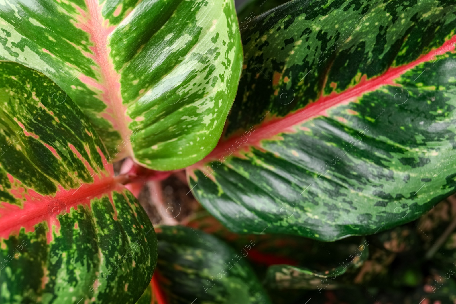 Photo of Aglaonema with beautiful leaves as background, closeup. Tropical plant