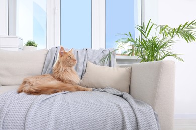 Adorable cat lying on cosy sofa at home
