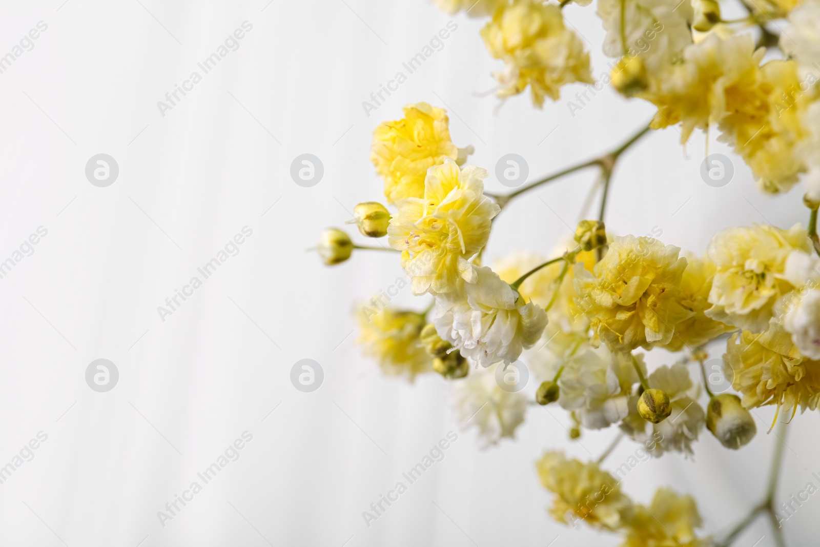 Photo of Beautiful dyed gypsophila flowers on white background, closeup. Space for text