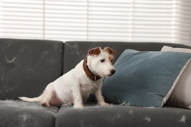 Cute dog sitting on sofa with pet hair at home