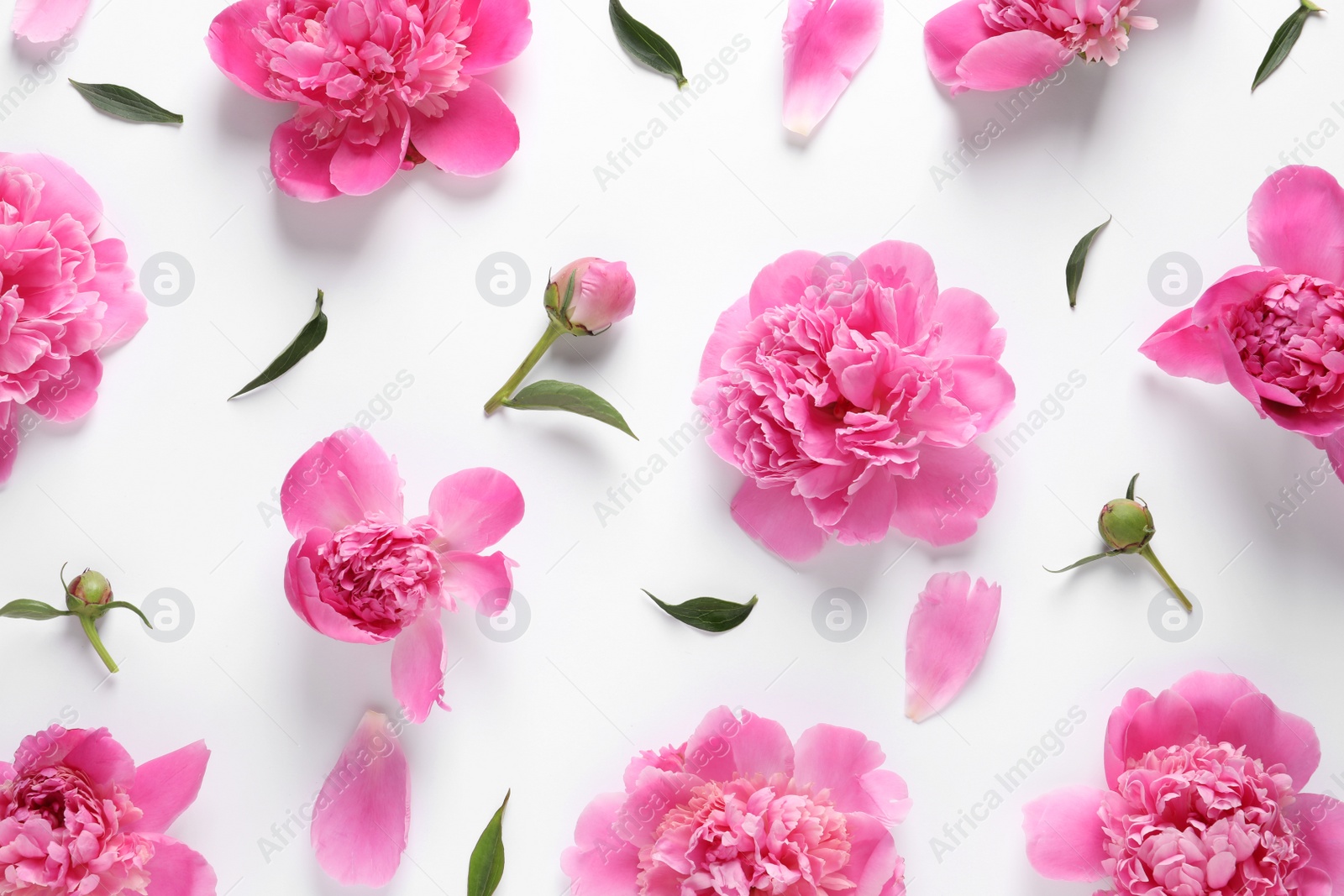 Photo of Beautiful peony flowers on white background, top view