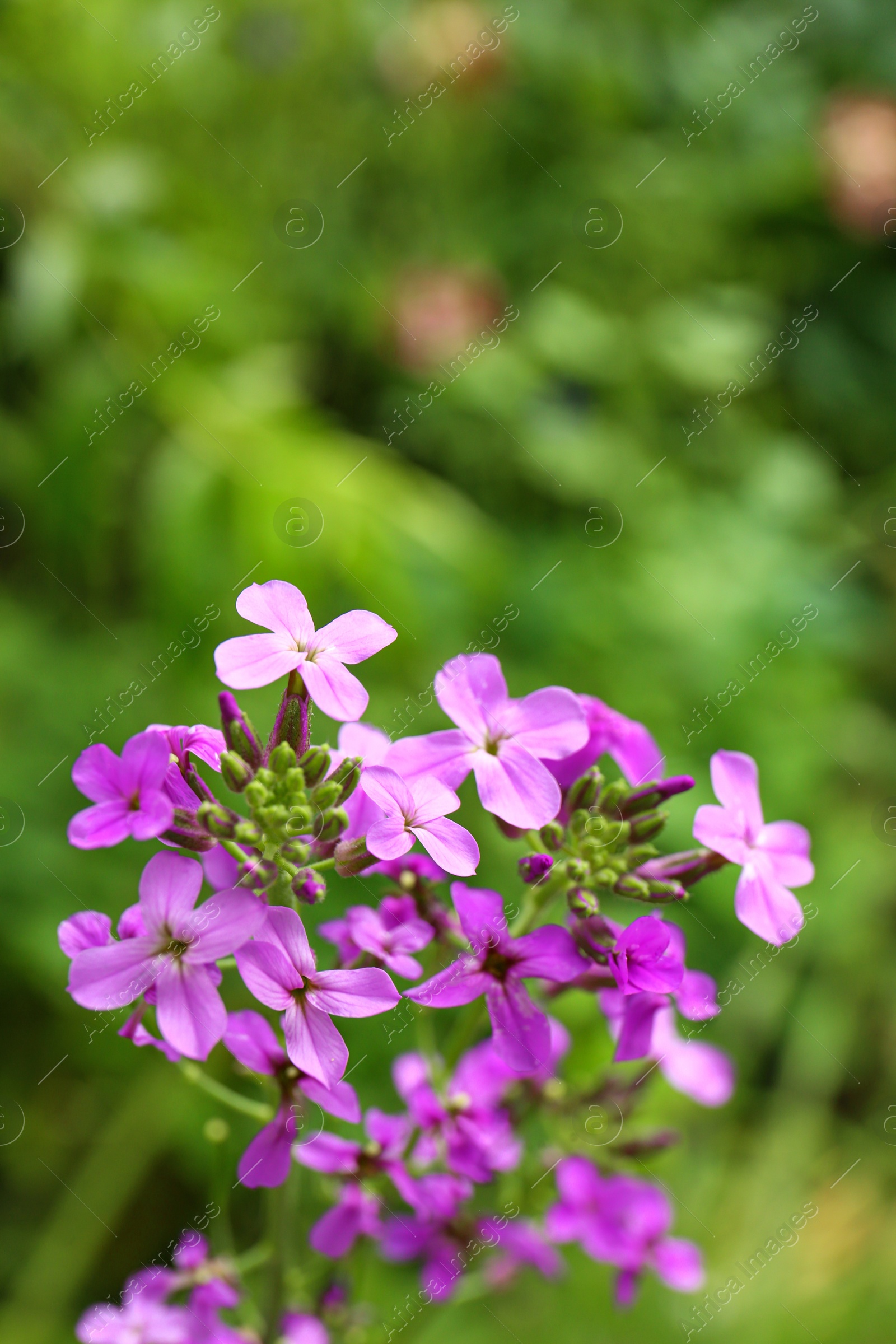 Photo of Beautiful blooming flowers in green garden on summer day. Space for text