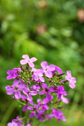 Photo of Beautiful blooming flowers in green garden on summer day. Space for text