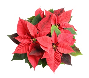 Photo of Red Poinsettia isolated on white, top view. Christmas traditional flower