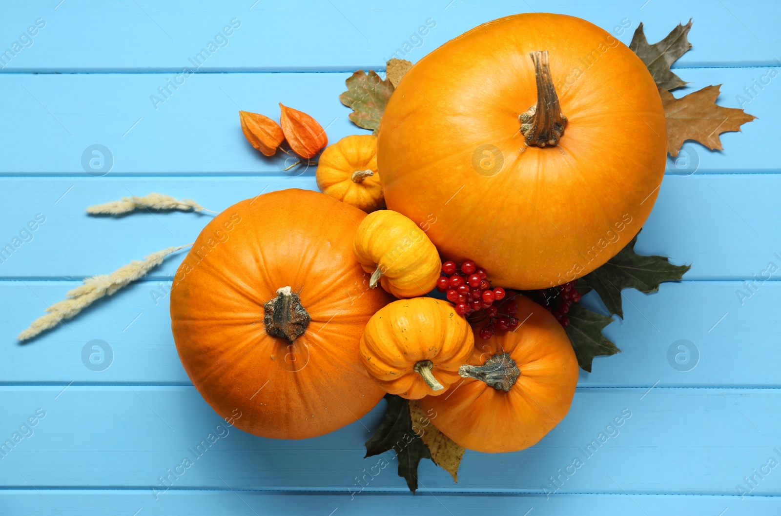 Photo of Thanksgiving day. Flat lay composition with pumpkins on light blue wooden table