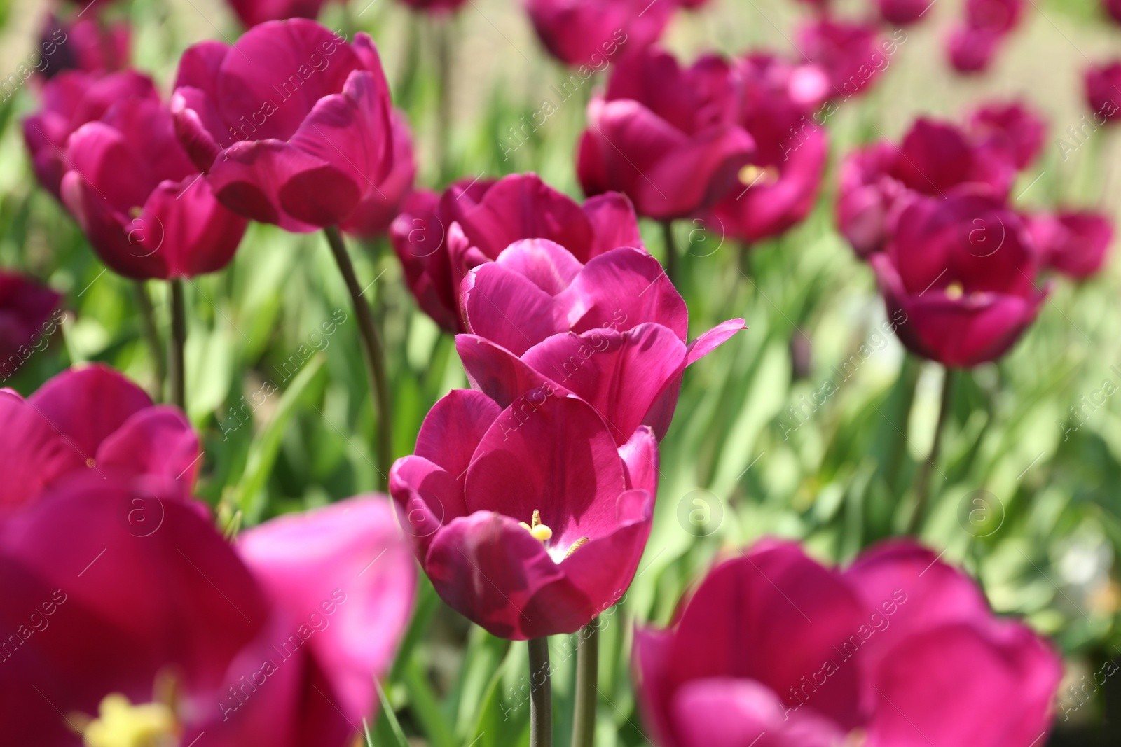 Photo of Beautiful blooming tulips outdoors on sunny day