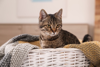 Cute tabby cat in basket with blanket at home. Lovely pet