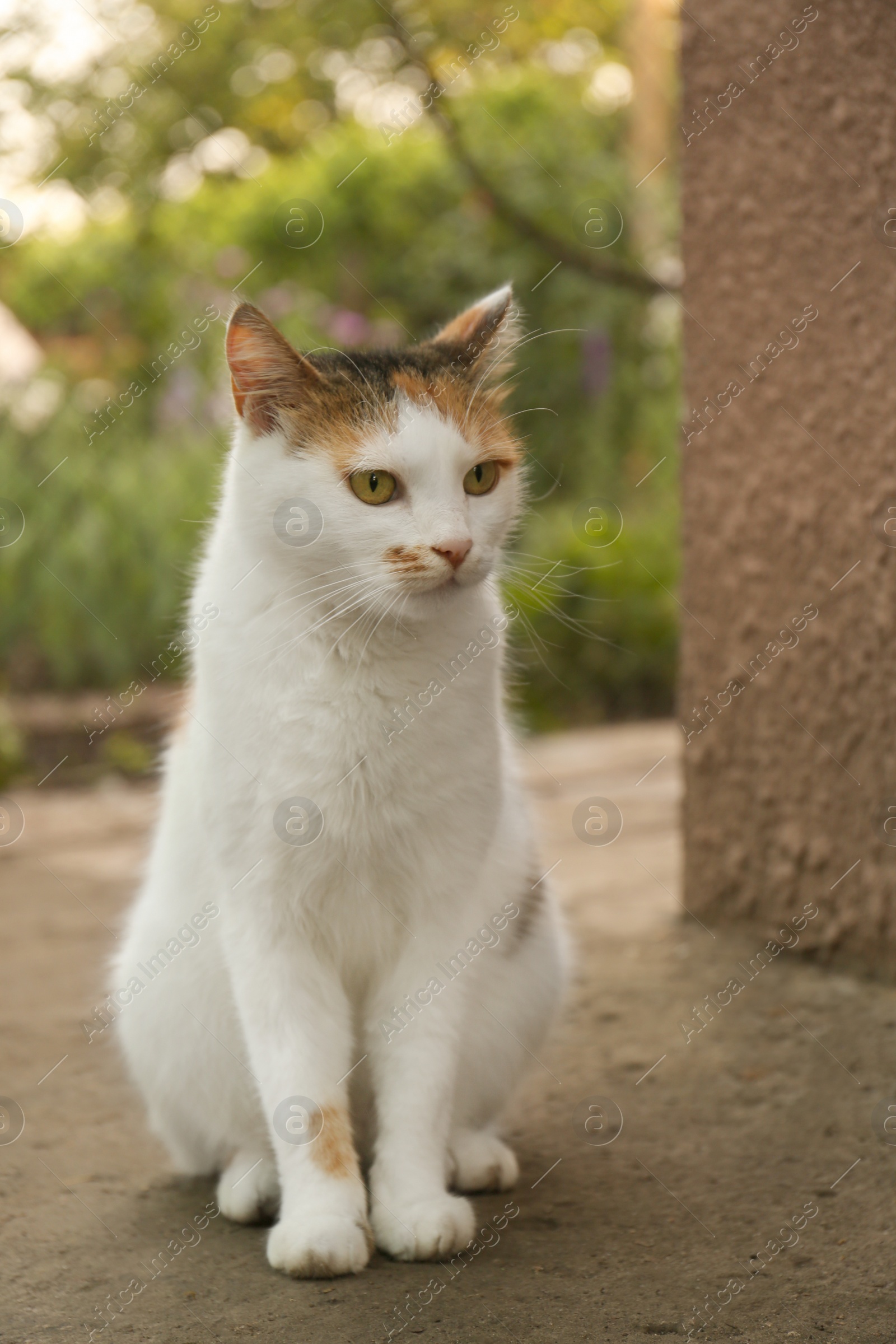 Photo of Cute fluffy cat sitting near building outdoors