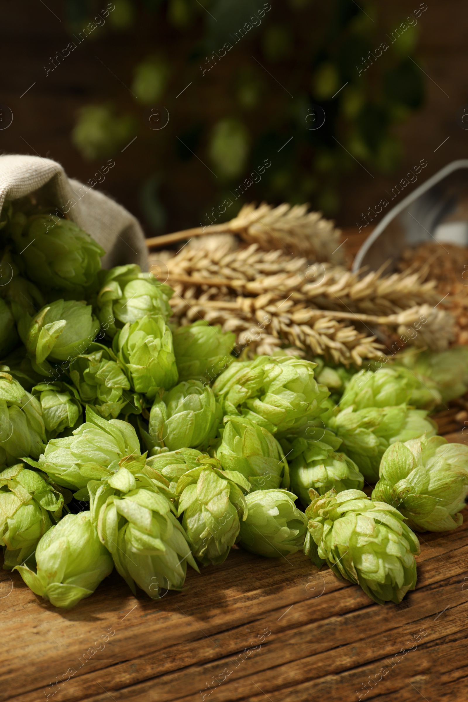 Photo of Fresh green hops, wheat grains and spikes on wooden table