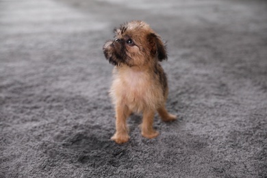 Photo of Adorable Brussels Griffon puppy near puddle on carpet indoors