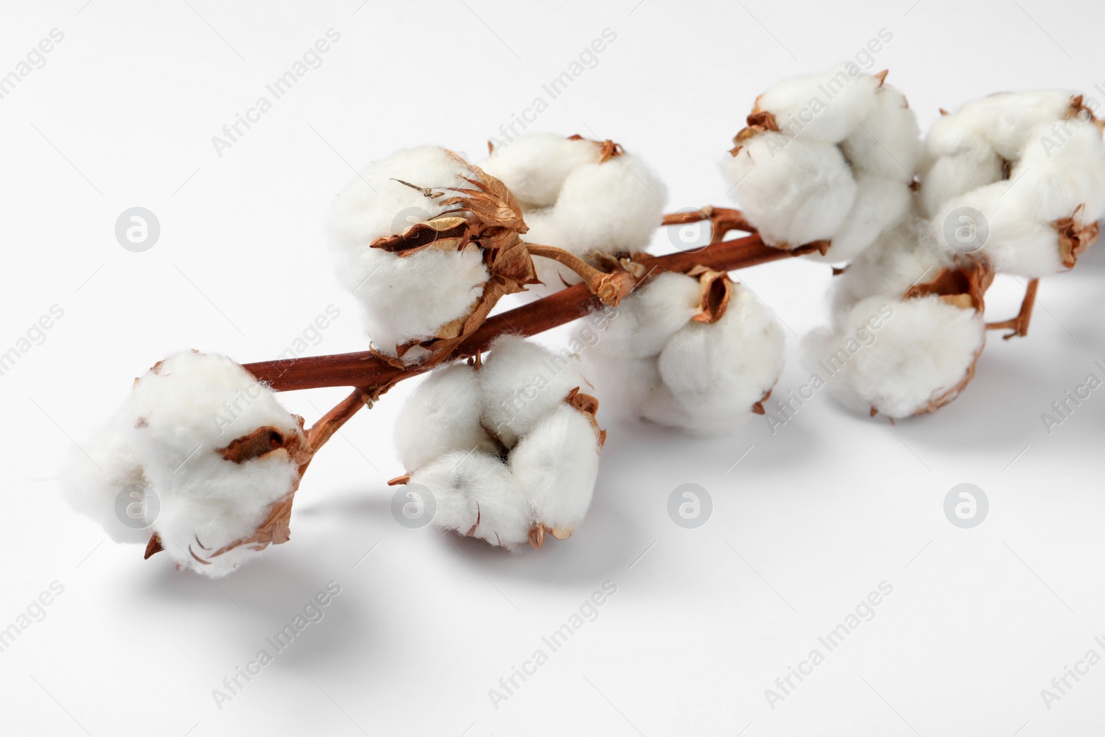 Photo of Dried cotton branch with fluffy flowers on white background, closeup