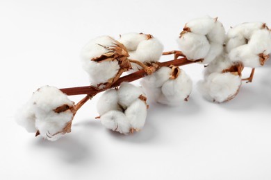 Photo of Dried cotton branch with fluffy flowers on white background, closeup