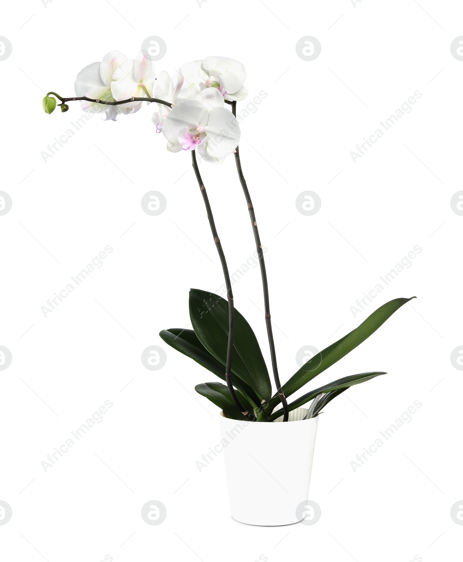 Photo of Blooming orchid flower in pot isolated on white